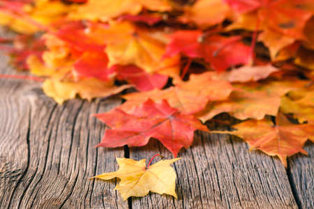 Decorative backgroun? frame from fall maple leavesの写真素材