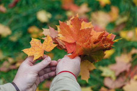Malpe leaves in hands in fall parkの写真素材