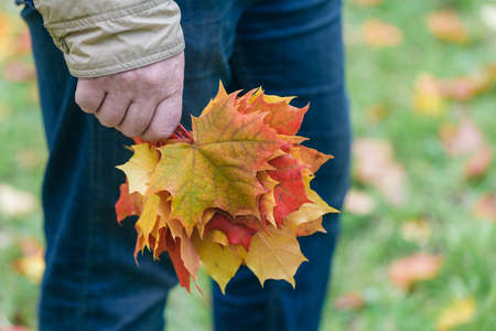 Red and yellow maple leaves in handsの写真素材