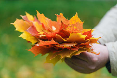 Malpe leaves in hands in fall parkの写真素材