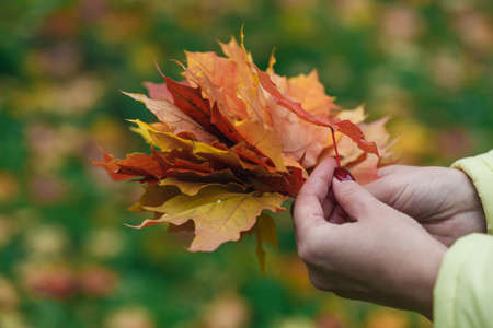 Hands with heap of red and yellow maple leavesの写真素材