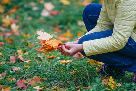 Girl collects red and yellow fall maple leaves in parkの写真素材