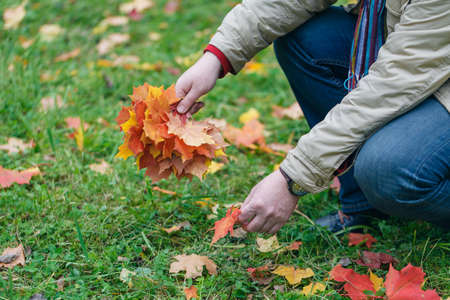 Autumn red maple leaves in hands in forestの写真素材