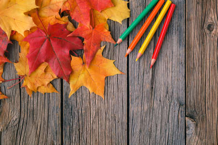 Autumn creative art painting backgrounf with pencils and maple leavesの写真素材