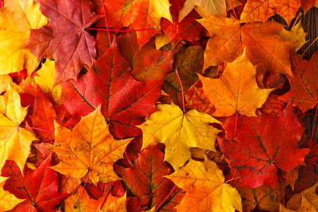 Autumn background with maple leavesの写真素材