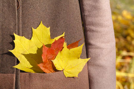 Holding maple leaves. Wearing stylish grey coatの写真素材