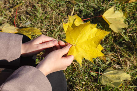 Yellow autumn maple leaves in handsの写真素材