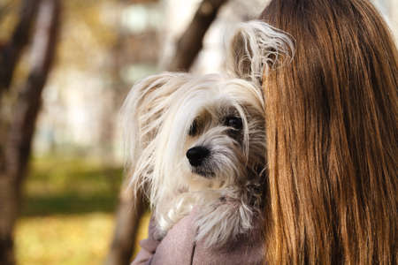 woman beautiful young happy with long hair  holding small dogの写真素材
