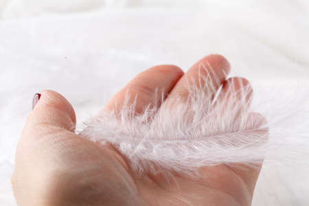 feather in handsの写真素材