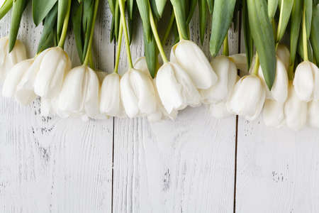 Birthday present, natural white tulips on white boardの写真素材