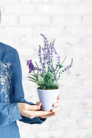 Female with green home plant in hands