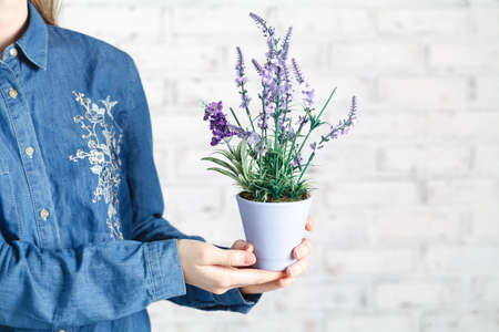Young woman cultivating home plantsの写真素材