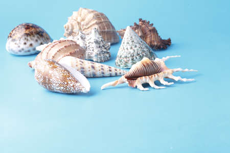 Close up view of big sea shell on plain blue background