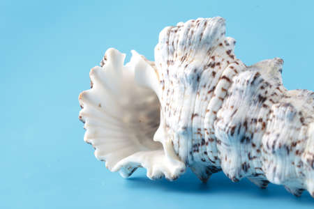 Sea shell closeup on blue backgroundの写真素材