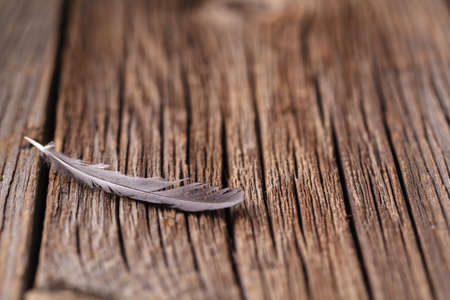 Bird feather lay on rustic wooden tableの写真素材