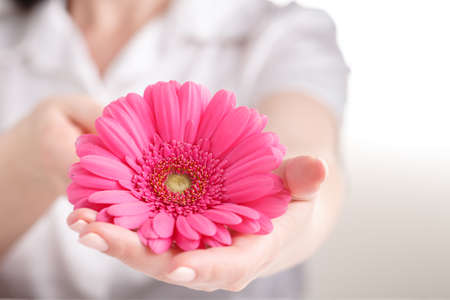 Pink gerbera in female hand, Gynecology conceptの写真素材