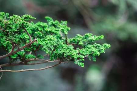 rainforest with the sun behindの写真素材