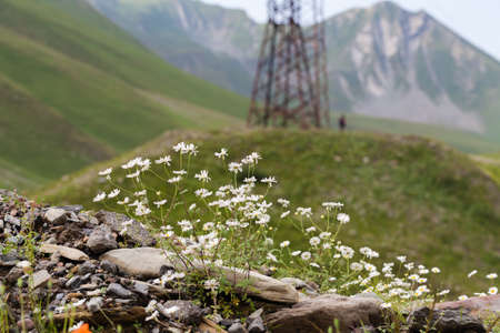 Wild flower in caucasian mount near Kazbeg