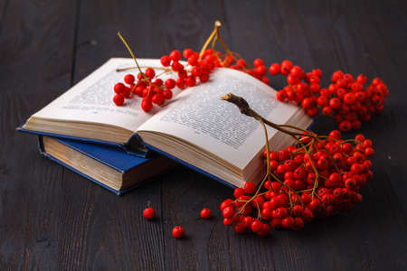 Back to school: rowan branch and books. School autumn themeの写真素材
