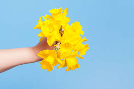 Human Hand hold Bouquet of Daffodilの写真素材
