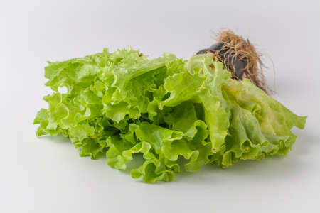 fresh green lettuce salad leaves on white backgroundの写真素材