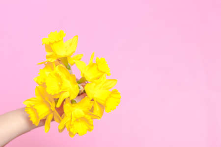 spring flower, a bouquet yellow daffodils in a woman handの写真素材