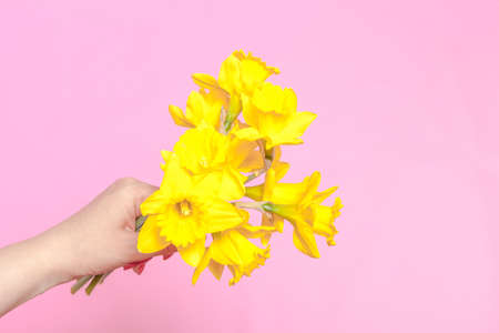 spring flower, a bouquet yellow daffodils in a woman handの写真素材
