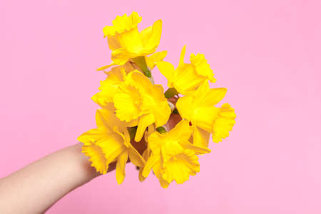Human Hand hold Bouquet of Daffodilの写真素材