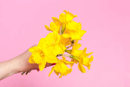 Human Hand hold Bouquet of Daffodilの写真素材