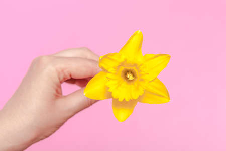 spring flower, a bouquet yellow daffodils in a woman handの写真素材