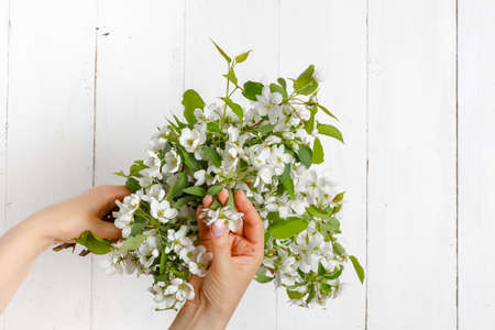 woman hands holding apple blossom in her handsの写真素材