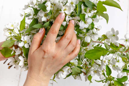 Beautiful girl hands with a branch of a blossoming apple treeの写真素材