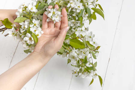 Beautiful girl hands with a branch of a blossoming apple treeの写真素材