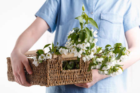 Beautiful girl hands with a branch of a blossoming apple treeの写真素材