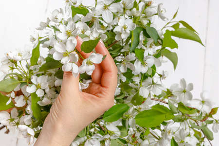 woman hands holding apple blossom in her handsの写真素材