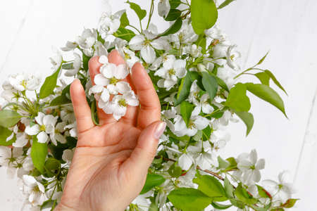 woman hands holding apple blossom in her handsの写真素材