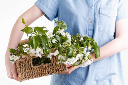 woman hands holding apple blossom in her handsの写真素材