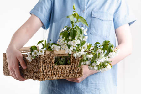 Close-up of woman's hand holding a branch of spring blooming apple tree.Florist conceptの写真素材