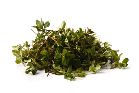 Thyme fresh herb closeup isolated on white backgroundの写真素材
