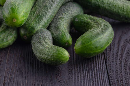 Cucumber harvest. many cucumbers. cucumbers from the fieldの写真素材