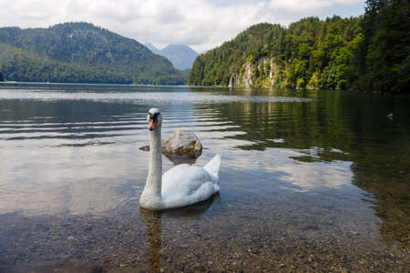 Swan lake in Germany near Neuschwansteinの写真素材