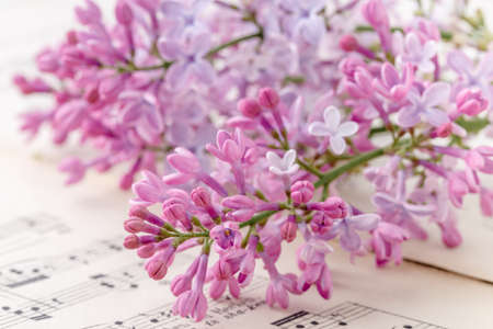 Romantic gift lilac flowers on tableの写真素材