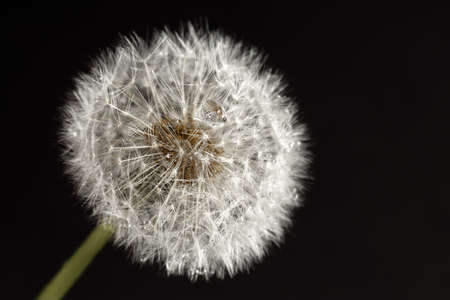 Dandelion macro photography on  blackの写真素材