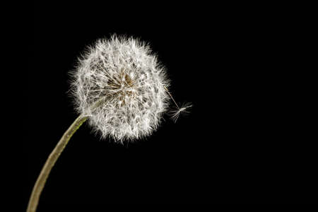 Dandelion macro photography on  blackの写真素材