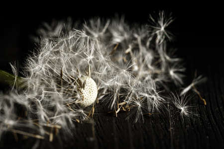 Dandelion macro photography on  blackの写真素材