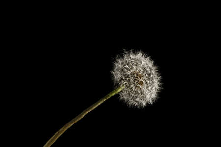 Dandelion macro photography on  blackの写真素材