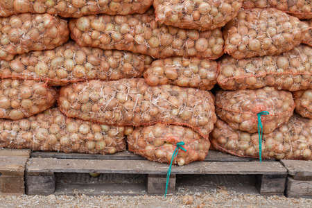 onion in a grid on pallets, vegetable warehouseの写真素材