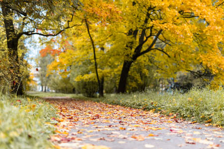 beautiful autumn park at sunny weatherの写真素材