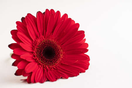 Red herbera on white background. concept of feminityの写真素材