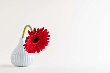 Red herbera on white background. concept of feminityの写真素材